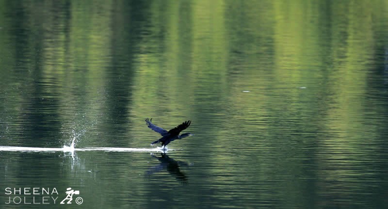 Cormorant making tracks on Water.jpg - 